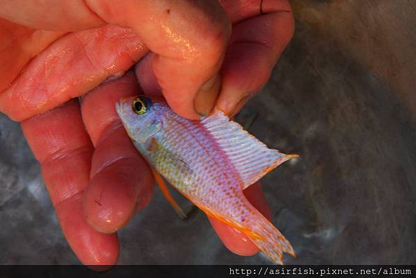 馬鯛 銀翼仙子 Aulonocara rubescens albino pink blue fin 2.JPG