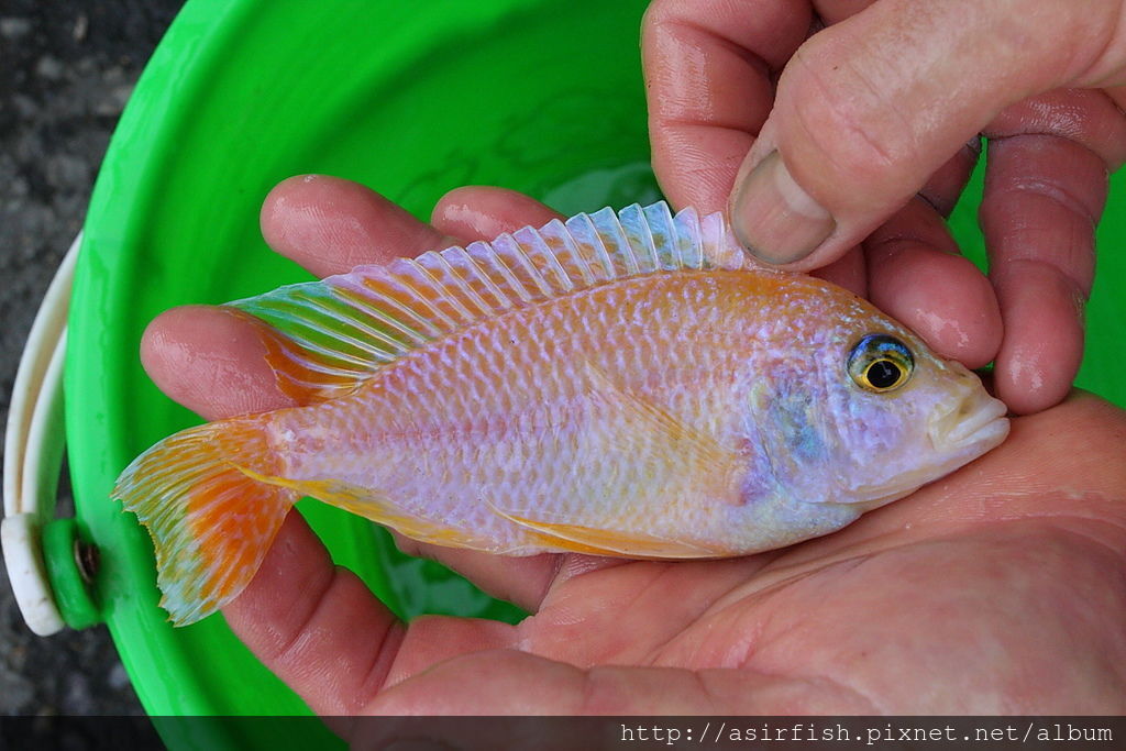 馬鯛 粉紅仙子 Aulonocara rubescens albino pink 1.JPG