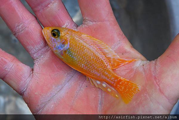 馬鯛 粉紅仙子 Aulonocara rubescens albino pink 2.JPG