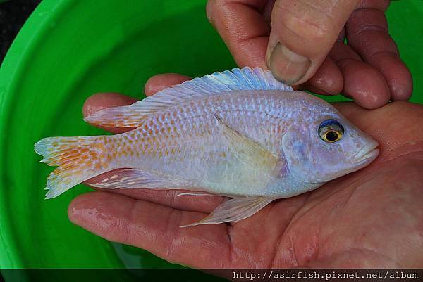 馬鯛 銀翼仙子 Aulonocara rubescens albino pink blue fin 1.JPG