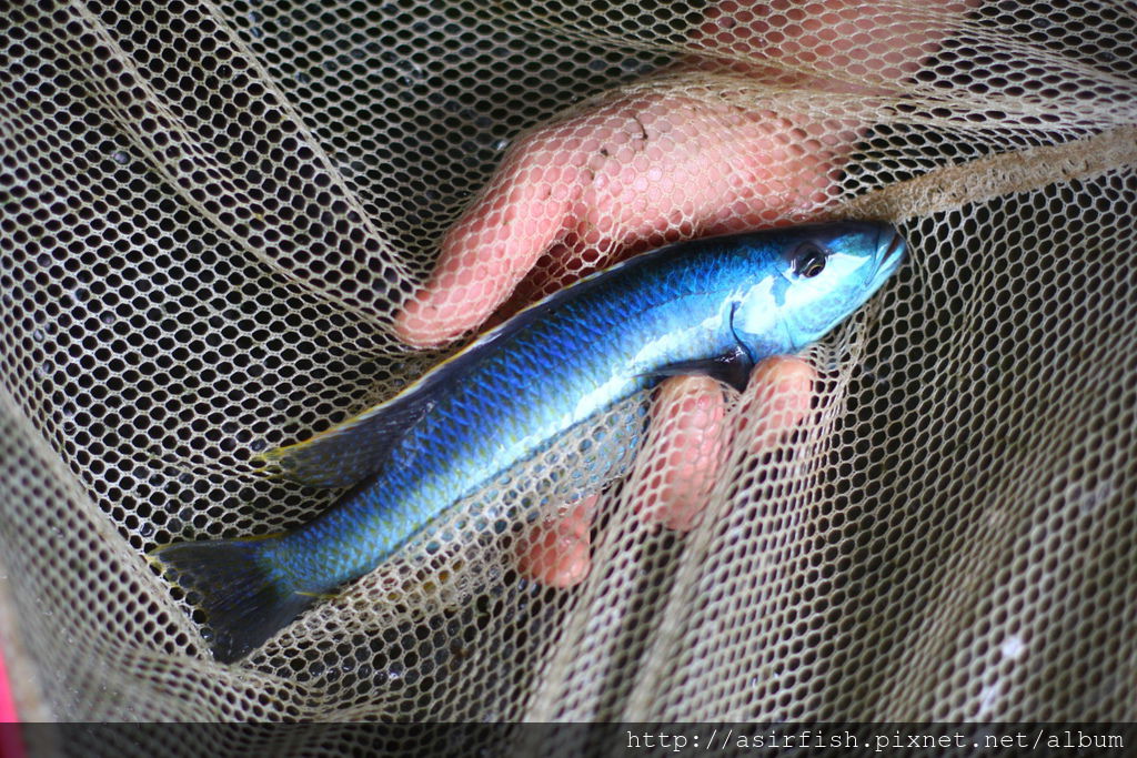 馬鯛 酷斯拉 Champsochromis caeruleus 4.JPG