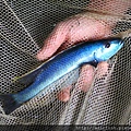 馬鯛 酷斯拉 Champsochromis caeruleus 4.JPG