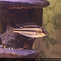 馬鯛 厚唇釘公 Chilotilapia euchilus 1.JPG