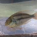 馬鯛 厚唇釘公 Chilotilapia euchilus 2.JPG