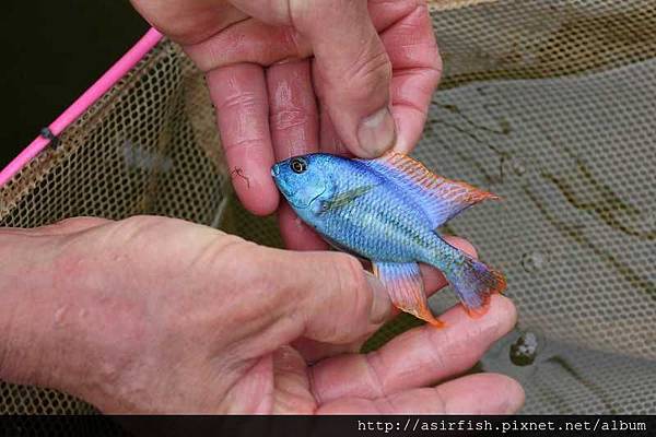 馬鯛 帝王鯛 Chilotilapia rhoadesii 1.JPG