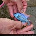 馬鯛 帝王鯛 Chilotilapia rhoadesii 1.JPG