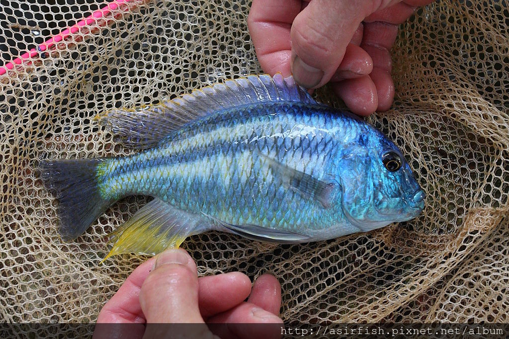 馬鯛 帝王鯛 Chilotilapia rhoadesii 3.JPG