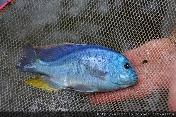 馬鯛 帝王鯛 Chilotilapia rhoadesii 4.JPG