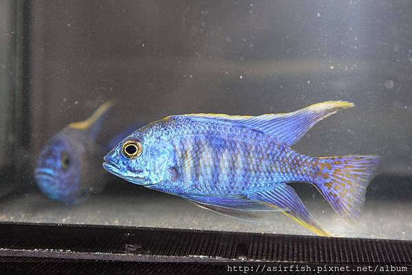 馬鯛 藍王子 Copadichromis azureus 3.JPG