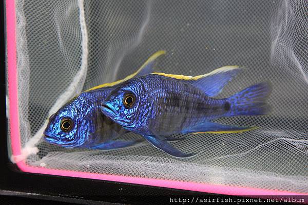 馬鯛 藍王子 Copadichromis azureus 4.JPG