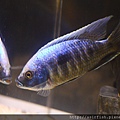 馬鯛 白眉金屬藍 Copadichromis trewavasae (Lupingu)  6