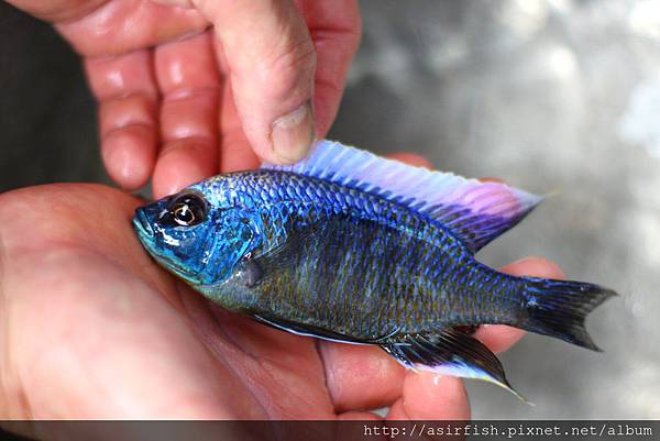 馬鯛 白眉金屬藍 Copadichromis trewavasae (Lupingu)  2