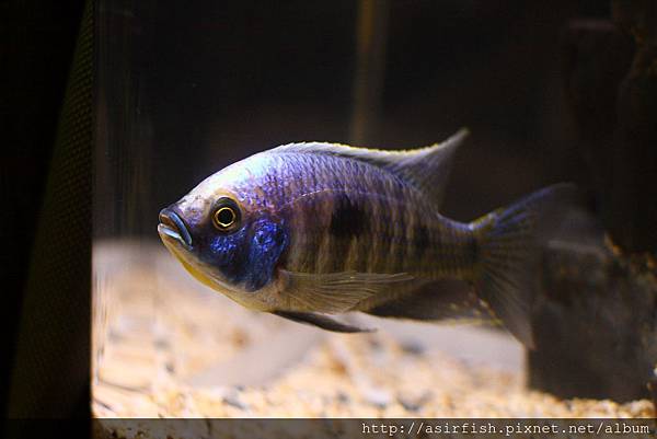 馬鯛 白眉金屬藍 Copadichromis trewavasae (Lupingu)  7