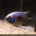 馬鯛 白眉金屬藍 Copadichromis trewavasae (Lupingu)  7