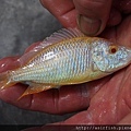 馬鯛 白馬面 Dimidiochromis compressiceps albino 2.JPG