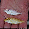 馬鯛 白馬面 Dimidiochromis compressiceps albino 3.JPG