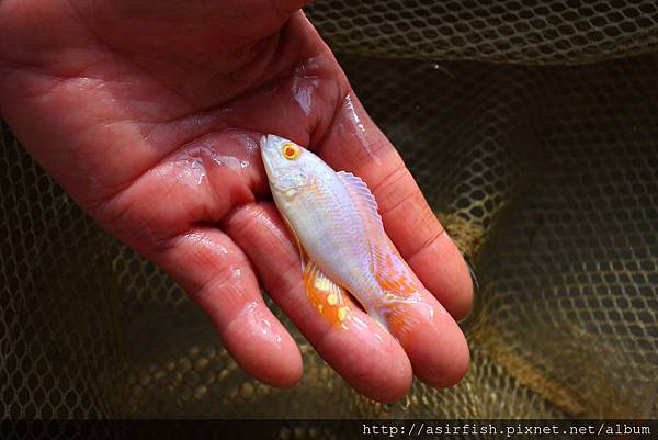 馬鯛 白馬面 Dimidiochromis compressiceps albino 5.JPG