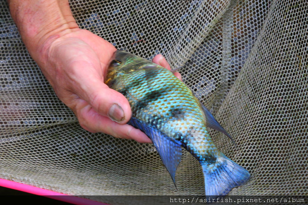 馬鯛 雪花豹 Fossorochromis rostratus 2.JPG