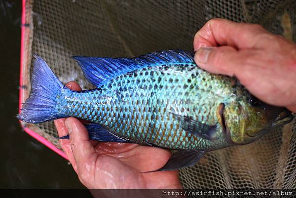 馬鯛 雪花豹 Fossorochromis rostratus 4.JPG