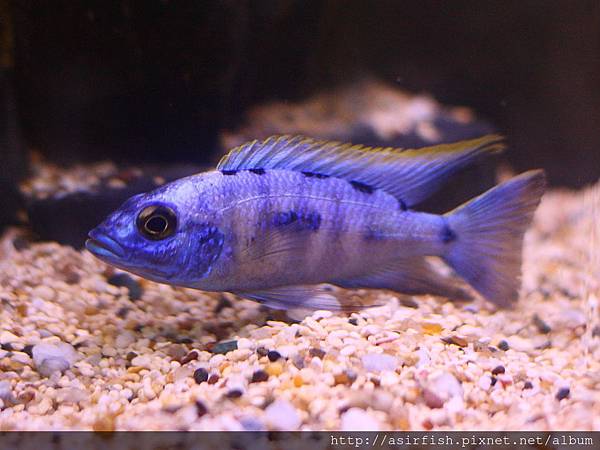 馬鯛 皇冠阿里 Otopharynx lithobates (Chinyamwezi Island)  2.JPG