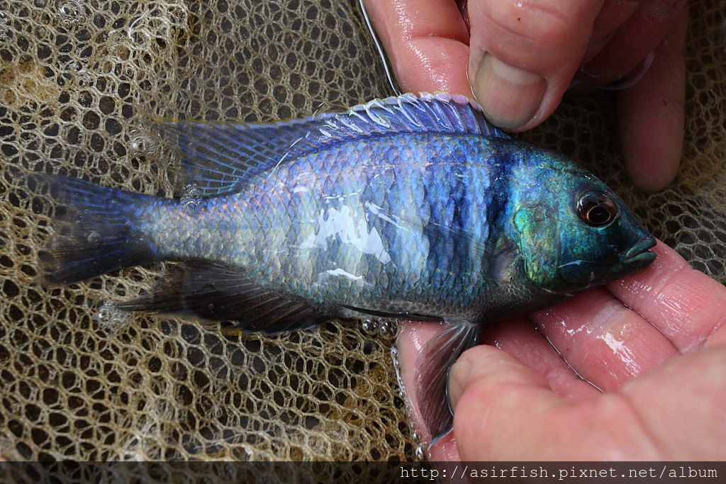 馬湖 紫水晶 Placidochromis electra