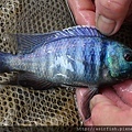 馬鯛 紫水晶 Placidochromis electra