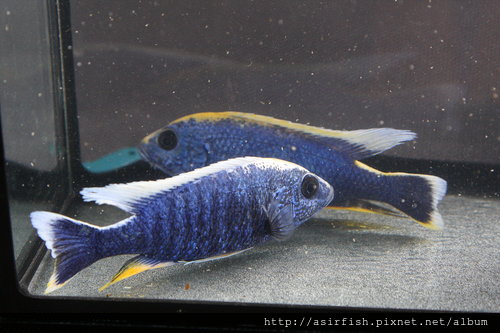 馬鯛 阿里 Sciaenochromis fryeri 4