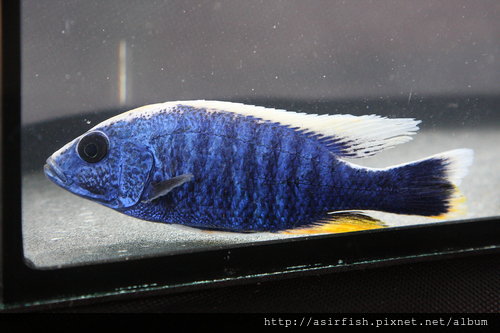 馬鯛 阿里 Sciaenochromis fryeri 5