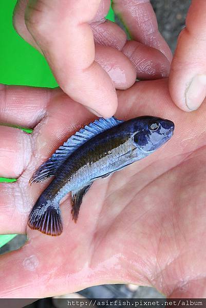 馬鯛 藍勾鼻 Labeotropheus trewavasae 1.JPG