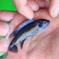 馬鯛 藍勾鼻 Labeotropheus trewavasae 1.JPG