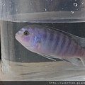 馬鯛 粉藍非洲王子 Labidochromis chisumulae 7.JPG