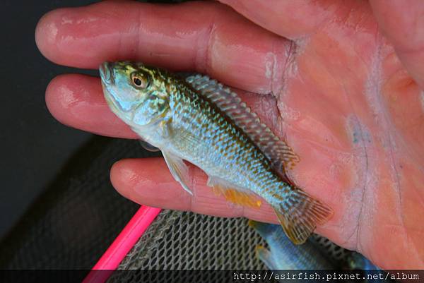 馬鯛 彩虹鯛 Labidochromis textilis  1.JPG