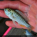 馬鯛 彩虹鯛 Labidochromis textilis  1.JPG