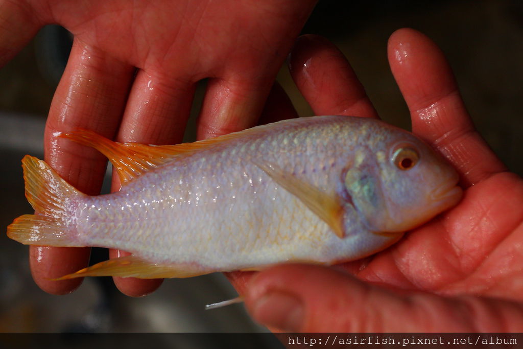 馬鯛 紅翅白馬 Metriaclima greshakei albino  3.JPG