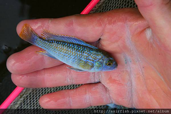 馬鯛 彩虹鯛 Labidochromis textilis  2.JPG