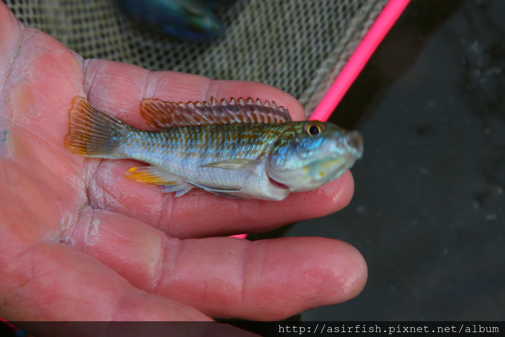 馬鯛 彩虹鯛 Labidochromis textilis  3.JPG