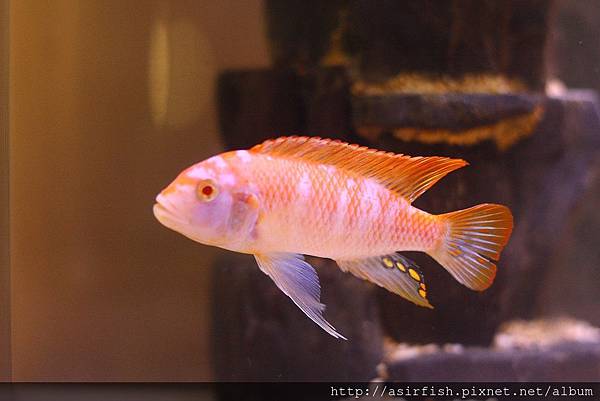 馬鯛 橘斑紅翅白馬 Metriaclima greshakei albino OB  10.JPG