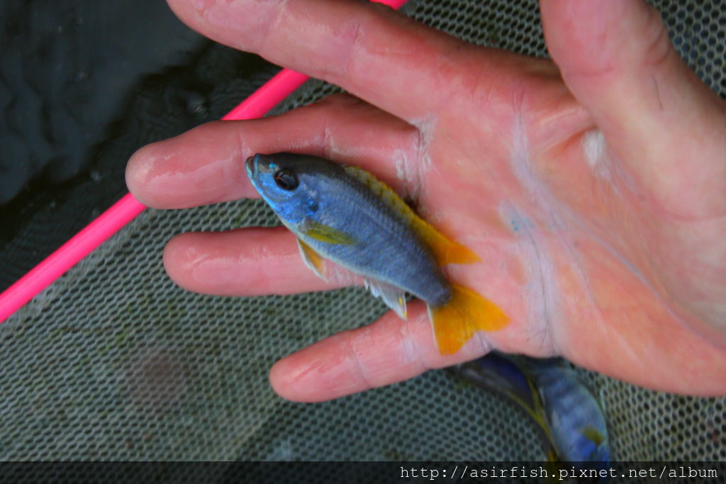 馬鯛 金帆 Pseudotropheus sp. 'acei' 3.JPG