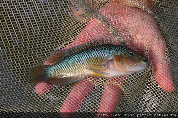 美鯛 花酋長 Parachromis motaguensis 2.JPG