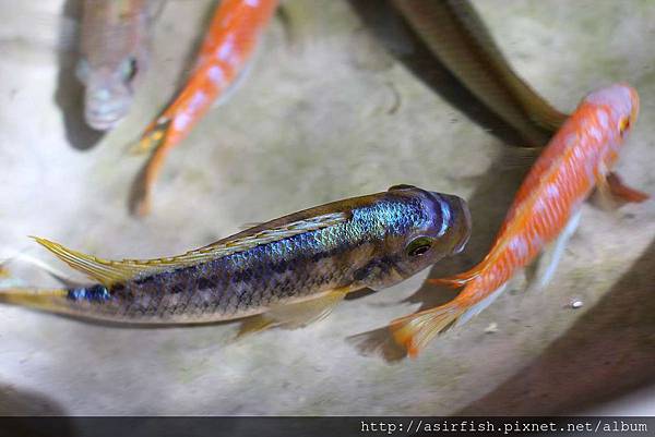 馬鯛 姆斑吉黃顎龍王鯛 Petrotilapia sp. 'yellow chin mbenji' (4).JPG