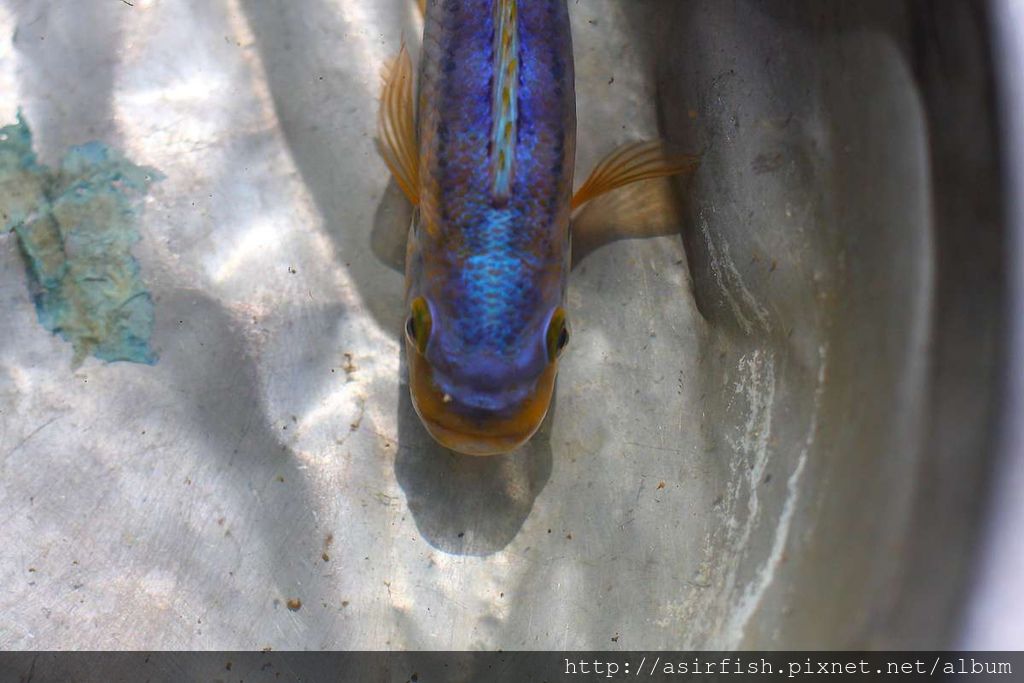 馬鯛 姆斑吉黃顎龍王鯛 Petrotilapia sp. 'yellow chin mbenji' (5).JPG