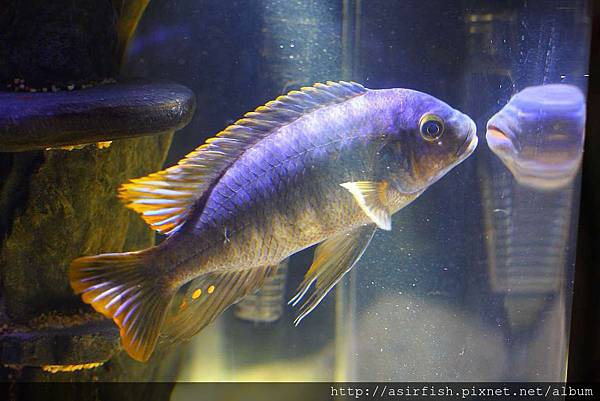 馬鯛 姆斑吉黃顎龍王鯛 Petrotilapia sp. 'yellow chin mbenji' (7).JPG