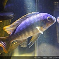 馬鯛 姆斑吉黃顎龍王鯛 Petrotilapia sp. 'yellow chin mbenji' (7).JPG