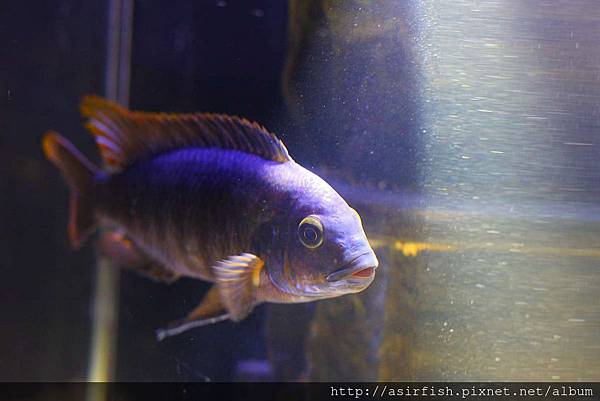 馬鯛 姆斑吉黃顎龍王鯛 Petrotilapia sp. 'yellow chin mbenji' (9).JPG