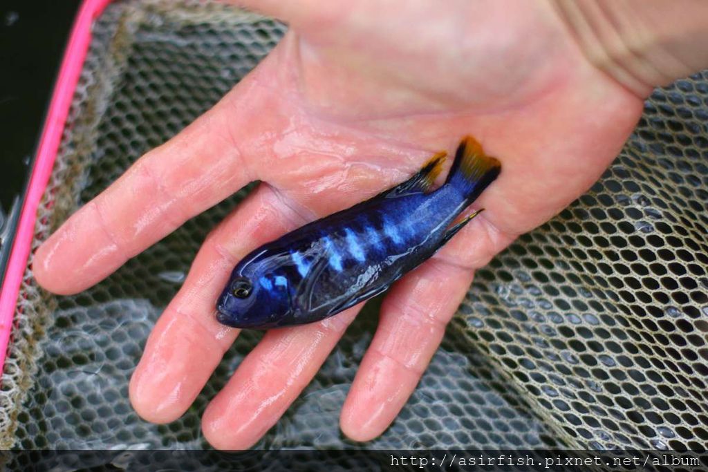 馬鯛 奇瓦力斑馬 Pseudotropheus sp. 'elongatus chewere' (3).JPG