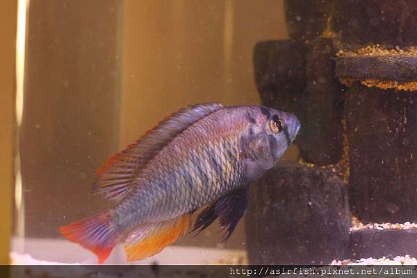 維鯛 火背天使 Haplochromis sp. 'Flameback' (2).JPG