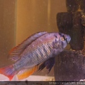 維鯛 火背天使 Haplochromis sp. 'Flameback' (2).JPG