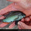 維鯛 火背天使 Haplochromis sp. 'Flameback' (1).JPG