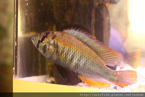 維鯛 火背天使 Haplochromis sp. 'Flameback' (6).JPG