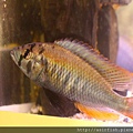 維鯛 火背天使 Haplochromis sp. 'Flameback' (6).JPG